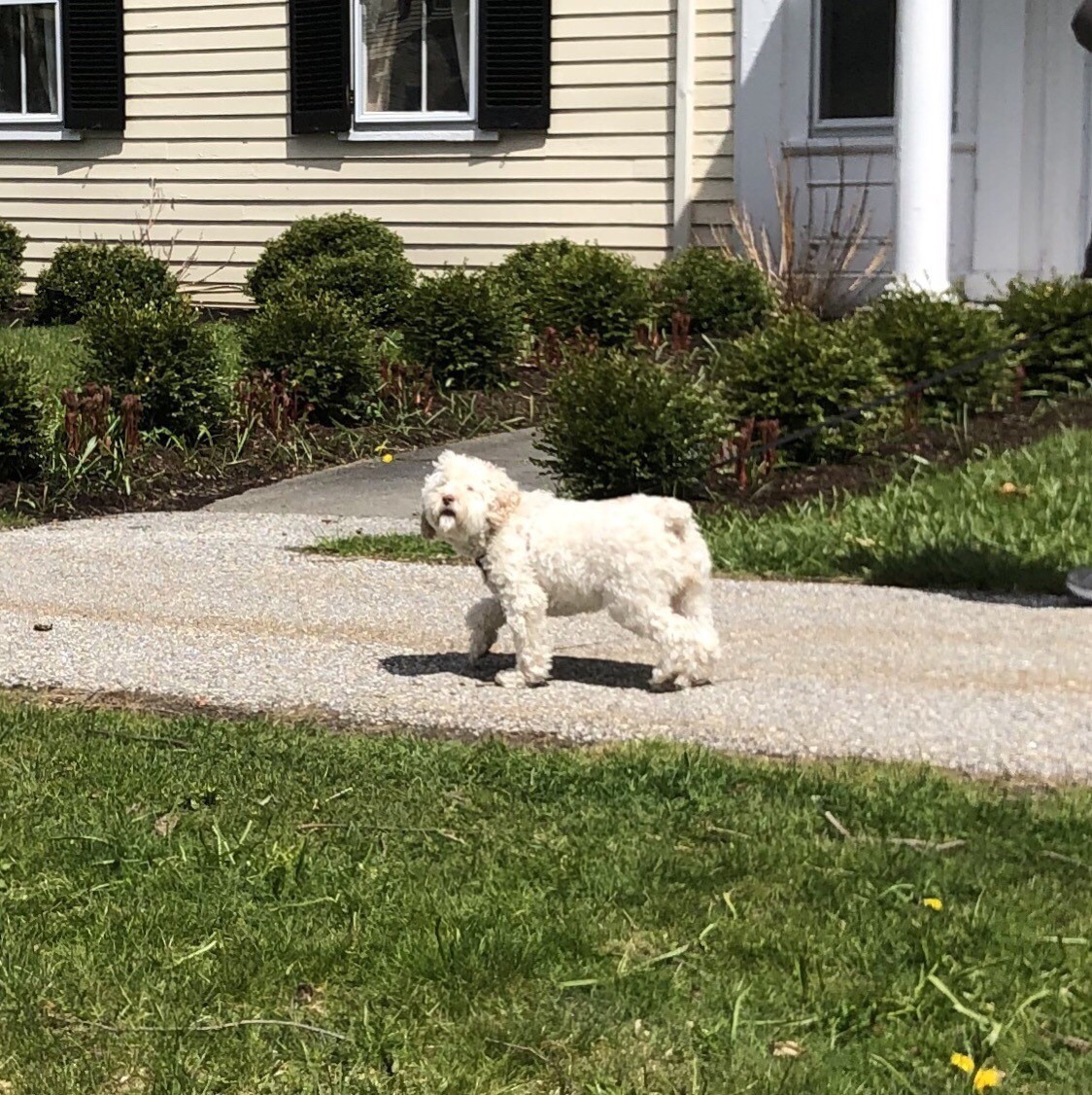 Small white, fluffy dog on a suburban sidewalk.